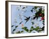 A Blue-Green Hummingbird Feeds from a Flower in Ubatuba, Brazil-Alex Saberi-Framed Photographic Print