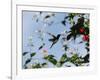 A Blue-Green Hummingbird Feeds from a Flower in Ubatuba, Brazil-Alex Saberi-Framed Photographic Print