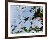 A Blue-Green Hummingbird Feeds from a Flower in Ubatuba, Brazil-Alex Saberi-Framed Photographic Print