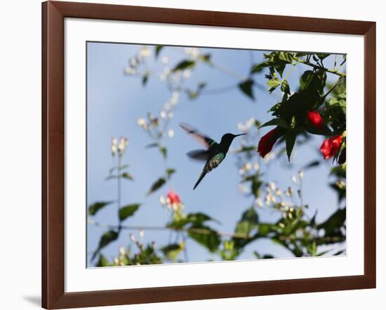 A Blue-Green Hummingbird Feeds from a Flower in Ubatuba, Brazil-Alex Saberi-Framed Photographic Print