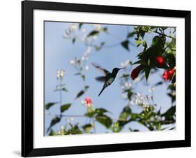 A Blue-Green Hummingbird Feeds from a Flower in Ubatuba, Brazil-Alex Saberi-Framed Photographic Print