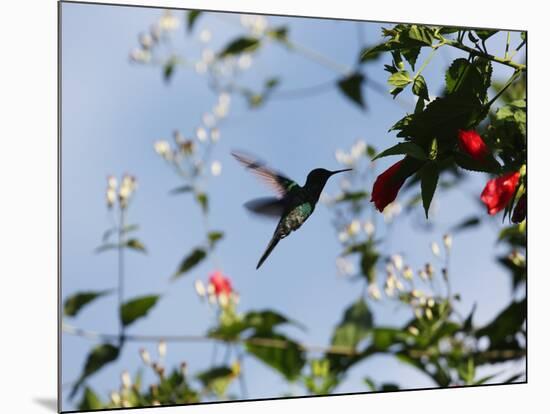 A Blue-Green Hummingbird Feeds from a Flower in Ubatuba, Brazil-Alex Saberi-Mounted Photographic Print