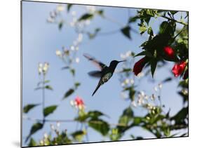 A Blue-Green Hummingbird Feeds from a Flower in Ubatuba, Brazil-Alex Saberi-Mounted Photographic Print