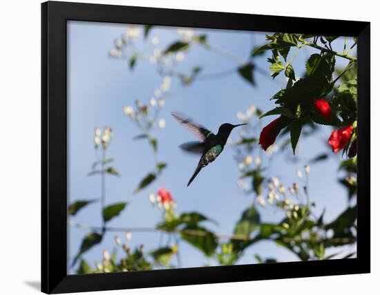 A Blue-Green Hummingbird Feeds from a Flower in Ubatuba, Brazil-Alex Saberi-Framed Photographic Print