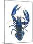 A Blue Lobster-Isabelle Brent-Mounted Photographic Print