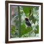 A Blue Manakin, Chiroxiphia Caudata, Bird Rests on a Branch in Ubatuba, Brazil-Alex Saberi-Framed Photographic Print