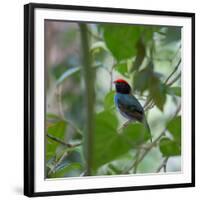 A Blue Manakin, Chiroxiphia Caudata, Bird Rests on a Branch in Ubatuba, Brazil-Alex Saberi-Framed Photographic Print