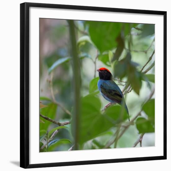 A Blue Manakin, Chiroxiphia Caudata, Bird Rests on a Branch in Ubatuba, Brazil-Alex Saberi-Framed Photographic Print