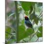 A Blue Manakin, Chiroxiphia Caudata, Bird Rests on a Branch in Ubatuba, Brazil-Alex Saberi-Mounted Photographic Print