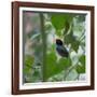 A Blue Manakin, Chiroxiphia Caudata, Bird Rests on a Branch in Ubatuba, Brazil-Alex Saberi-Framed Photographic Print