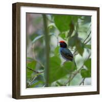 A Blue Manakin, Chiroxiphia Caudata, Bird Rests on a Branch in Ubatuba, Brazil-Alex Saberi-Framed Photographic Print