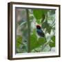 A Blue Manakin, Chiroxiphia Caudata, Bird Rests on a Branch in Ubatuba, Brazil-Alex Saberi-Framed Photographic Print