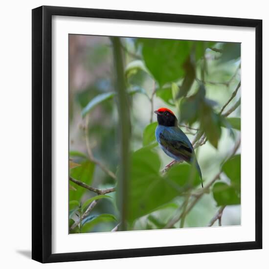 A Blue Manakin, Chiroxiphia Caudata, Bird Rests on a Branch in Ubatuba, Brazil-Alex Saberi-Framed Photographic Print