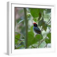 A Blue Manakin, Chiroxiphia Caudata, Bird Rests on a Branch in Ubatuba, Brazil-Alex Saberi-Framed Photographic Print