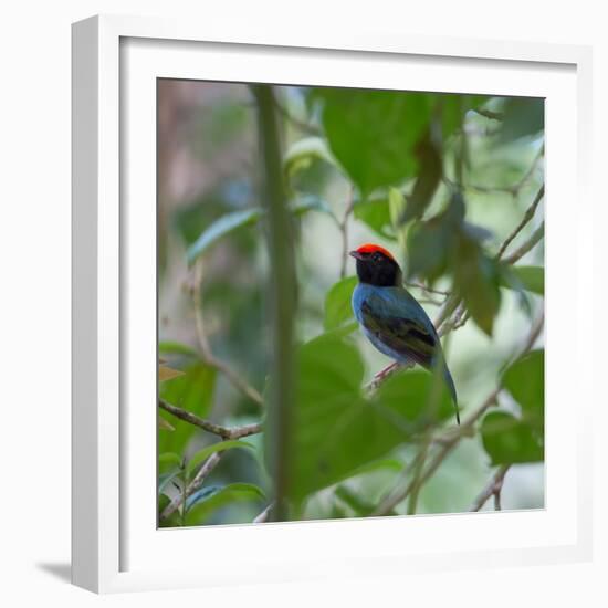 A Blue Manakin, Chiroxiphia Caudata, Bird Rests on a Branch in Ubatuba, Brazil-Alex Saberi-Framed Photographic Print