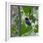 A Blue Manakin, Chiroxiphia Caudata, Bird Rests on a Branch in Ubatuba, Brazil-Alex Saberi-Framed Photographic Print