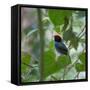 A Blue Manakin, Chiroxiphia Caudata, Bird Rests on a Branch in Ubatuba, Brazil-Alex Saberi-Framed Stretched Canvas