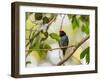 A Blue Manakin, Chiroxiphia Caudata, Bird Rests on a Branch in Ubatuba, Brazil-Alex Saberi-Framed Photographic Print