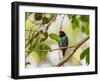 A Blue Manakin, Chiroxiphia Caudata, Bird Rests on a Branch in Ubatuba, Brazil-Alex Saberi-Framed Photographic Print