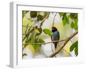A Blue Manakin, Chiroxiphia Caudata, Bird Rests on a Branch in Ubatuba, Brazil-Alex Saberi-Framed Photographic Print