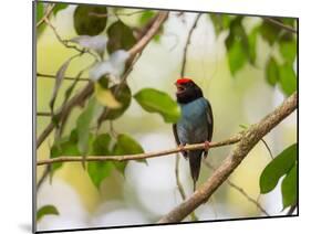 A Blue Manakin, Chiroxiphia Caudata, Bird Rests on a Branch in Ubatuba, Brazil-Alex Saberi-Mounted Photographic Print