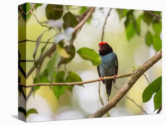 A Blue Manakin, Chiroxiphia Caudata, Bird Rests on a Branch in Ubatuba, Brazil-Alex Saberi-Stretched Canvas