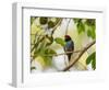 A Blue Manakin, Chiroxiphia Caudata, Bird Rests on a Branch in Ubatuba, Brazil-Alex Saberi-Framed Photographic Print