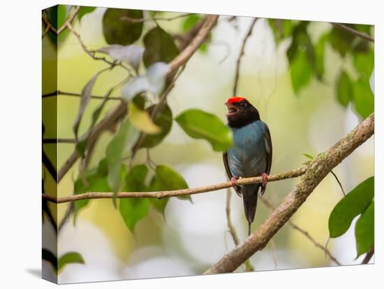 A Blue Manakin, Chiroxiphia Caudata, Bird Rests on a Branch in Ubatuba, Brazil-Alex Saberi-Stretched Canvas