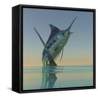 A Blue Marlin Bursts from the Ocean Surface in a Grand Leap-Stocktrek Images-Framed Stretched Canvas