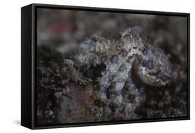 A Blue-Ringed Octopus Lings to the Seafloor in Lembeh Strait, Indonesia-Stocktrek Images-Framed Stretched Canvas