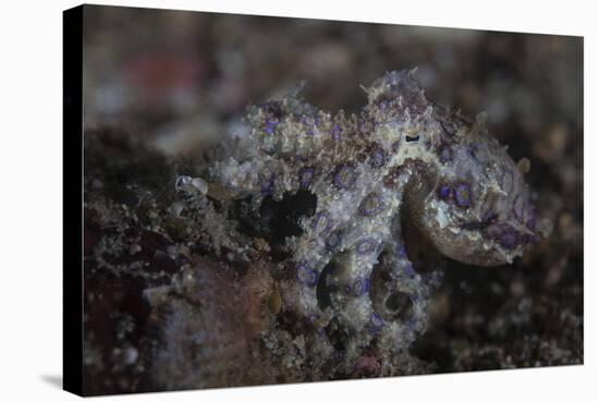 A Blue-Ringed Octopus Lings to the Seafloor in Lembeh Strait, Indonesia-Stocktrek Images-Stretched Canvas