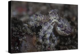 A Blue-Ringed Octopus Lings to the Seafloor in Lembeh Strait, Indonesia-Stocktrek Images-Stretched Canvas