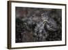 A Blue-Ringed Octopus Lings to the Seafloor in Lembeh Strait, Indonesia-Stocktrek Images-Framed Photographic Print