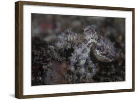 A Blue-Ringed Octopus Lings to the Seafloor in Lembeh Strait, Indonesia-Stocktrek Images-Framed Photographic Print