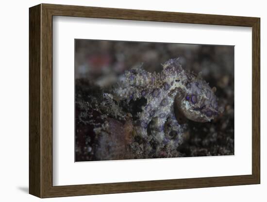 A Blue-Ringed Octopus Lings to the Seafloor in Lembeh Strait, Indonesia-Stocktrek Images-Framed Photographic Print