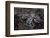 A Blue-Ringed Octopus Lings to the Seafloor in Lembeh Strait, Indonesia-Stocktrek Images-Framed Photographic Print