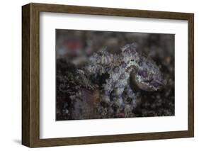 A Blue-Ringed Octopus Lings to the Seafloor in Lembeh Strait, Indonesia-Stocktrek Images-Framed Photographic Print