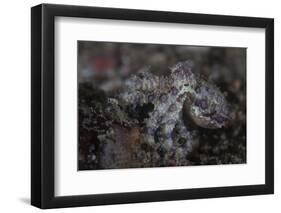 A Blue-Ringed Octopus Lings to the Seafloor in Lembeh Strait, Indonesia-Stocktrek Images-Framed Photographic Print