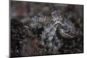 A Blue-Ringed Octopus Lings to the Seafloor in Lembeh Strait, Indonesia-Stocktrek Images-Mounted Photographic Print