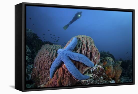 A Blue Starfish Clings to a Barrel Sponge in Indonesia-Stocktrek Images-Framed Stretched Canvas
