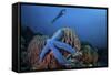 A Blue Starfish Clings to a Barrel Sponge in Indonesia-Stocktrek Images-Framed Stretched Canvas