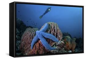 A Blue Starfish Clings to a Barrel Sponge in Indonesia-Stocktrek Images-Framed Stretched Canvas