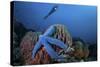 A Blue Starfish Clings to a Barrel Sponge in Indonesia-Stocktrek Images-Stretched Canvas