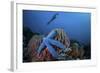 A Blue Starfish Clings to a Barrel Sponge in Indonesia-Stocktrek Images-Framed Photographic Print