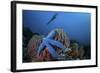 A Blue Starfish Clings to a Barrel Sponge in Indonesia-Stocktrek Images-Framed Photographic Print