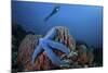 A Blue Starfish Clings to a Barrel Sponge in Indonesia-Stocktrek Images-Mounted Photographic Print