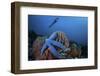 A Blue Starfish Clings to a Barrel Sponge in Indonesia-Stocktrek Images-Framed Photographic Print