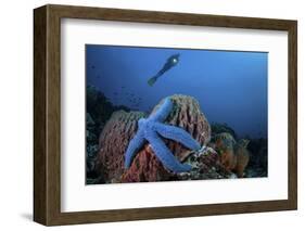 A Blue Starfish Clings to a Barrel Sponge in Indonesia-Stocktrek Images-Framed Photographic Print