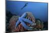 A Blue Starfish Clings to a Barrel Sponge in Indonesia-Stocktrek Images-Mounted Photographic Print