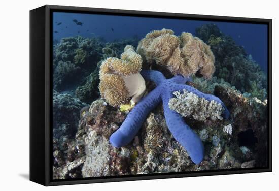 A Blue Starfish Clings to a Coral Reef in Indonesia-Stocktrek Images-Framed Stretched Canvas